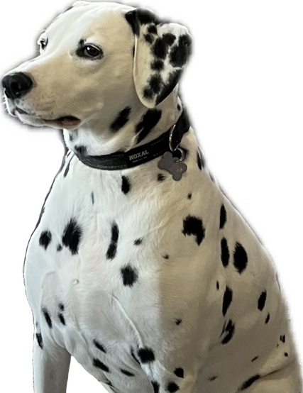 Jaxon needs some treats Jaxon needs some treats